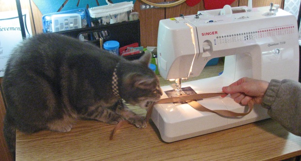 Kitty Sewing