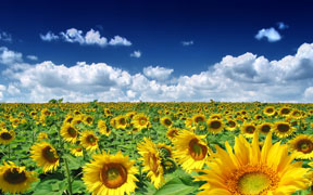 summer_sunflowers 2