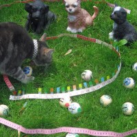 Bocce Ball:  Kitty Selects a Winner for Pattern Pyramid!