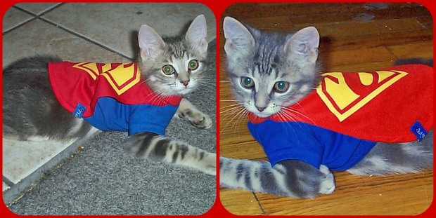 Kitty.  Super Sewing Hero.